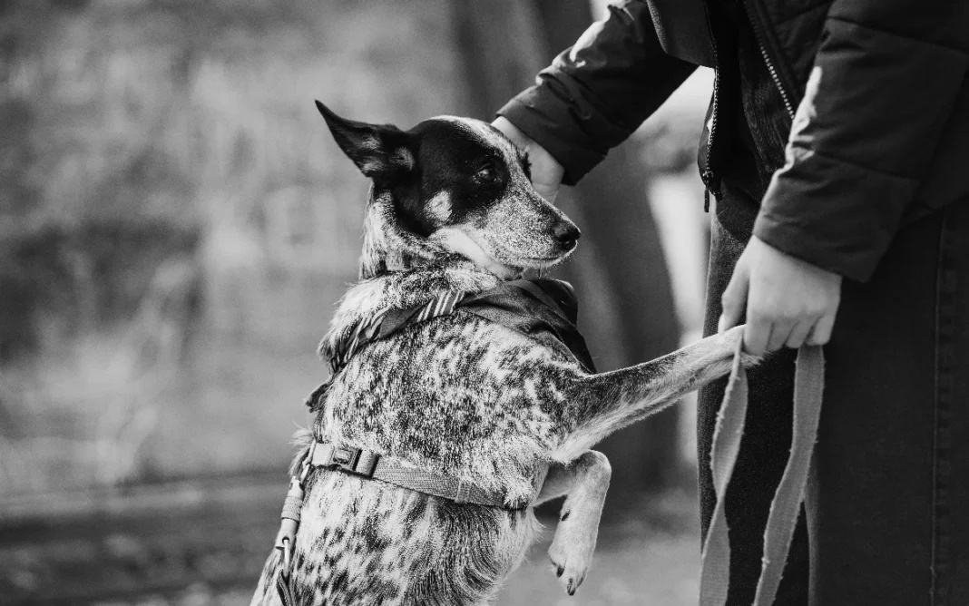Nova lei permite enterro de pets em cemitérios do estado